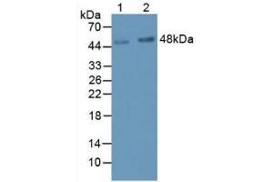 Western blot analysis of (1) Human Serum and (2) Human Urine. (LRG1 anticorps  (AA 37-340))