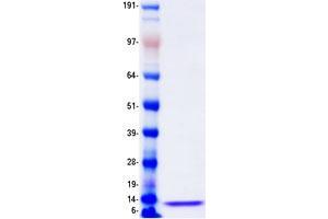 Validation with Western Blot