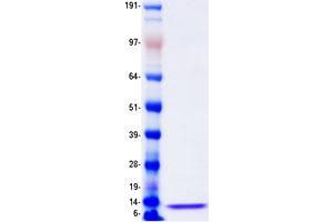 Validation with Western Blot (CXCL5 Protein (Myc-DYKDDDDK Tag))