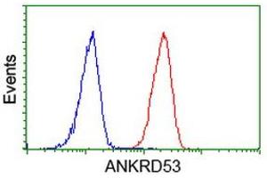 Image no. 3 for anti-Ankyrin Repeat Domain 53 (ANKRD53) (AA 1-300) antibody (ABIN1490721) (ANKRD53 anticorps  (AA 1-300))