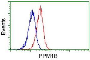 Flow Cytometry (FACS) image for anti-Protein Phosphatase, Mg2+/Mn2+ Dependent, 1B (PPM1B) antibody (ABIN1500374) (PPM1B anticorps)