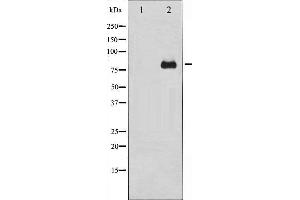 Western Blotting (WB) image for anti-Protein Kinase C, delta (PKCd) antibody (ABIN1844796) (PKC delta anticorps)