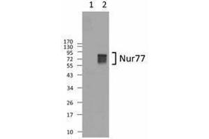 Western Blotting (WB) image for anti-Nuclear Receptor Subfamily 4, Group A, Member 1 (NR4A1) antibody (ABIN2666404)