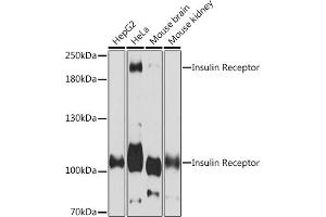 Western blot analysis of extracts of various cell lines, using Insulin Receptor Rabbit pAb (ABIN7267890) at 1:3000 dilution. (Insulin Receptor anticorps  (AA 1281-1382))
