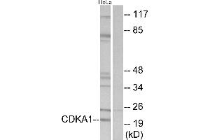 Western blot analysis of extracts from HeLa cells, using CDKA1antibody. (CDK2AP1 anticorps  (Internal Region))