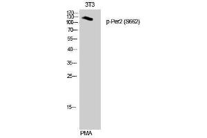 Western Blotting (WB) image for anti-Period Circadian Protein 2 (PER2) (pSer662) antibody (ABIN3173295) (PER2 anticorps  (pSer662))
