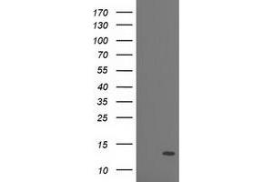 Western Blotting (WB) image for anti-phosphodiesterase 6G, CGMP-Specific, Rod, gamma (PDE6G) antibody (ABIN1500097)