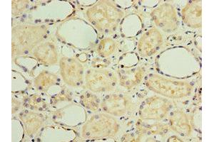 Immunohistochemistry of paraffin-embedded human kidney tissue using ABIN7154311 at dilution of 1:100 (GS28 anticorps  (AA 1-115))