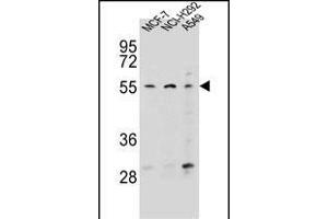 ZN Antibody (N-term) (ABIN656458 and ABIN2845742) western blot analysis in MCF-7,NCI-,A549 cell line lysates (35 μg/lane). (Zinc Finger Protein 117 anticorps  (N-Term))