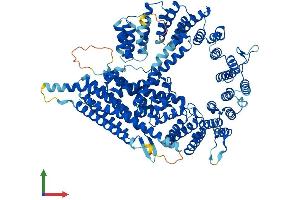 AlphaFold protein structure predicition of Mouse Recombinant Naa25 Protein, UniprotID Q8BWZ3