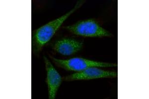 Immunofluorescent analysis of 4 % paraformaldehyde-fixed, 0.