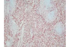 Rat spleen frozen tissue section (Monocytes anticorps)