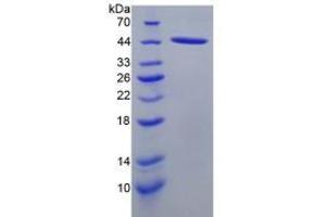 SDS-PAGE analysis of Rat SLC Protein. (CCL21 Protéine)