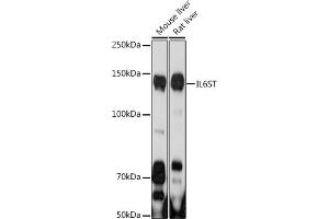 Western blot analysis of extracts of various cell lines, using IL6ST antibody (ABIN7268003) at 1:1000 dilution. (CD130/gp130 anticorps  (AA 678-857))
