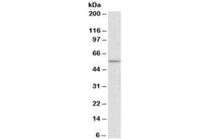 Western blot testing of HEK293 lysate with TPH2 antibody at 0. (Tryptophan Hydroxylase 2 anticorps)