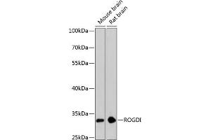 Western blot analysis of extracts of various cell lines, using ROGDI antibody (ABIN6133425, ABIN6147070, ABIN6147071 and ABIN6224945) at 1:3000 dilution. (ROGDI anticorps  (AA 1-140))