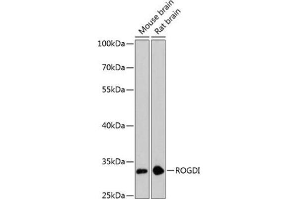 ROGDI anticorps  (AA 1-140)