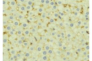ABIN6277148 at 1/100 staining Mouse liver tissue by IHC-P. (Complement Factor H anticorps  (N-Term))