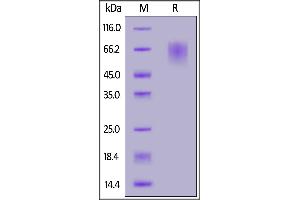 Biotinylated SARS-CoV-2 S1 protein NTD, His,Avitag on  under reducing (R) condition.