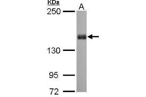WB Image Liprin alpha 1 antibody [N1N2], N-term detects PPFIA1 protein by Western blot analysis. (PPFIA1 anticorps  (N-Term))