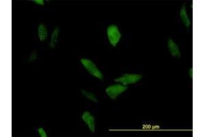 Image no. 3 for anti-Leucine Rich Repeat (In FLII) Interacting Protein 1 (LRRFIP1) (AA 675-785) antibody (ABIN465979) (LRRFIP1 anticorps  (AA 675-785))