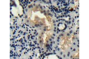 IHC-P analysis of Kidney tissue, with DAB staining. (WNT16 anticorps  (AA 30-365))