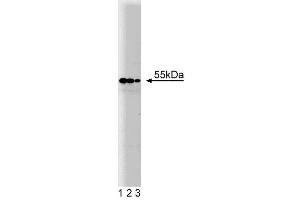 Western blot analysis of PDI on HCT-8 cell lysate. (P4HB anticorps  (AA 109-214))