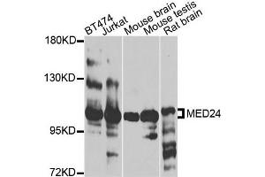 Western blot analysis of extracts of various cells, using MED24 antibody. (MED24 anticorps)