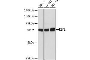 Western blot analysis of extracts of various cell lines, using E2F1 Rabbit pAb (ABIN3022839, ABIN3022840, ABIN3022841, ABIN1512843 and ABIN6219253) at 1:1000 dilution. (E2F1 anticorps)