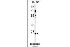 Western blot analysis of UCHL3 in HepG2 cell line lysates (35ug/lane) (UCHL3 anticorps  (C-Term))