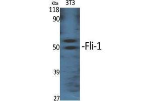 Western Blot (WB) analysis of specific cells using Fli-1 Polyclonal Antibody. (FLI1 anticorps  (Internal Region))
