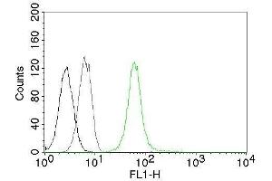 Flow Cytometry of human Vimentin on Jurkat cells. (Vimentin anticorps  (CF®488A))