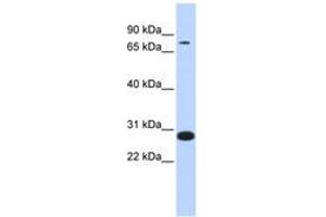 Image no. 1 for anti-Transcription Factor 12 (TCF12) (AA 504-553) antibody (ABIN6744393) (TCF12 anticorps  (AA 504-553))