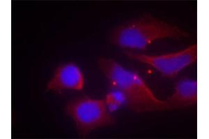 Immunofluorescence staining of methanol-fixed HeLa cells using Phospho-GRIN2B-Y1474 antibody (ABIN2988034). (GRIN2B anticorps  (pTyr1474))
