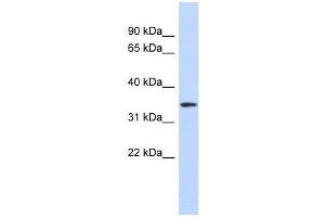 Western Blot showing OR13C5 antibody used at a concentration of 1-2 ug/ml to detect its target protein. (OR13C5 anticorps  (N-Term))