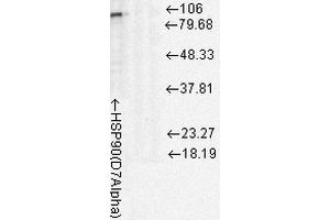 Western Blot analysis of Rat cell lysates showing detection of Hsp90 protein using Mouse Anti-Hsp90 Monoclonal Antibody, Clone D7Alpha . (HSP90 anticorps  (FITC))