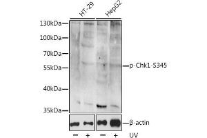 Western blot analysis of extracts of various cell lines, using Phospho-Chk1-S345 antibody (ABIN6135200, ABIN6136042, ABIN6136043 and ABIN6225600). (CHEK1 anticorps  (pSer345))