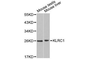 Western blot analysis of extracts of various cell lines, using KLRC1 antibody. (KLRC1 anticorps)