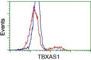 Image no. 3 for anti-thromboxane A Synthase 1 (Platelet) (TBXAS1) antibody (ABIN1501382)