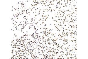 Immunocytochemistry (ICC) image for anti-CD19 Molecule (CD19) (AA 19-287) antibody (ABIN7455123) (Recombinant CD19 anticorps  (AA 19-287))