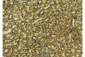 ABIN6276914 at 1/100 staining Mouse kidney tissue by IHC-P. (HCFC1 anticorps  (N-Term))