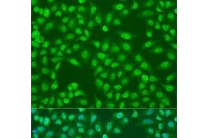 Immunofluorescence analysis of U2OS cells using COPS7A Polyclonal Antibody at dilution of 1:100. (COPS7A anticorps)