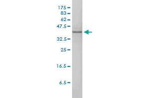 MAPK13 monoclonal antibody (M01), clone 2C10-1C7 Western Blot analysis of MAPK13 expression in A-431 .