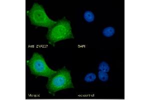 (ABIN185663) Immunofluorescence analysis of paraformaldehyde fixed MCF7 cells, permeabilized with 0. (ZNF217 anticorps  (Internal Region))