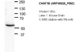 Image no. 2 for anti-Chromatin Assembly Factor 1, Subunit B (p60) (CHAF1B) (N-Term) antibody (ABIN502680) (CHAF1B anticorps  (N-Term))