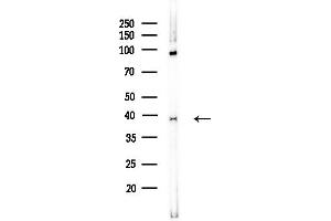 anti-Replication Factor C (Activator 1) 4, 37kDa (RFC4) antibody
