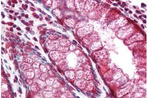 Human Colon (formalin-fixed, paraffin-embedded) stained with MUC2 antibody ABIN334258 at 5 ug/ml followed by biotinylated anti-mouse IgG secondary antibody ABIN481714, alkaline phosphatase-streptavidin and chromogen. (MUC2 anticorps)