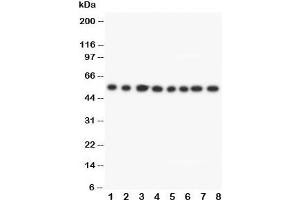 Western blot testing of Lipoamide Dehydrogenase antibody and Lane 1:  rat liver;  2: rat brain;  3: rat ovary;  4: rat testis;  5: SMMC-7721;  6: HeLa;  7: SMMC-7721;  8: Jurkat cell lysate (DLD anticorps  (C-Term))