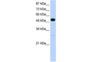 NOVA2 antibody used at 1. (NOVA2 anticorps  (N-Term))