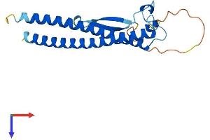 AlphaFold protein structure predicition of Human Recombinant CCDC115 Protein, UniprotID Q96NT0